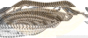 Al Saif Gallery aisha Khos, 36 x 36 x 10 cm, round - grey-beige product image 1